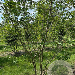 Prunus subh. 'Autumnalis Rosea' 400-450 cm draadkluit meerstammig