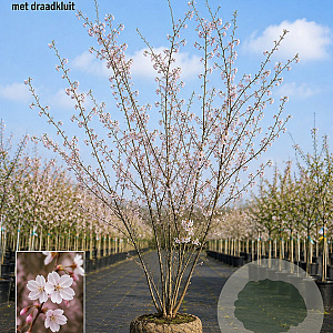 Prunus subh. 'Autumnalis' 350-400 cm draadkluit meerstammig