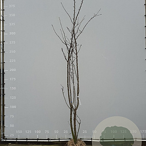 Prunus yedoensis 300-350 cm draadkluit meerstammig