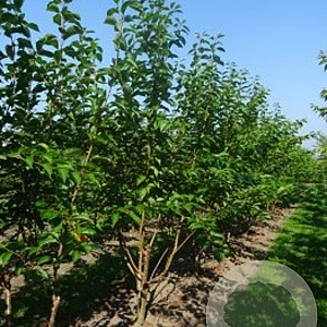 Prunus yedoensis 300-350 cm draadkluit meerstammig