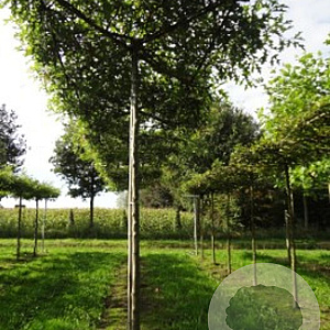 Quercus palustris 12-14 HO draadkluit dakvorm 130x130