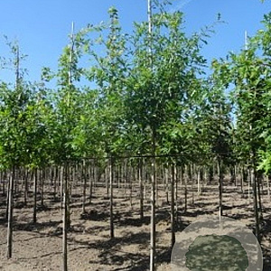 Quercus palustris 14-16 HO draadkluit