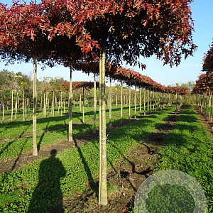 Quercus palustris 14-16 HO draadkluit dakvorm 130x130