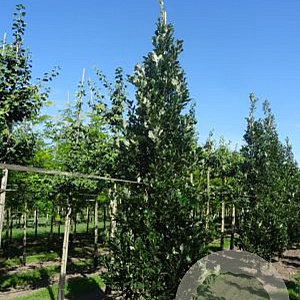 Quercus warei Regal Prince 14-16 cm draadkluit geveerd