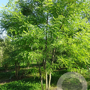 Styphnolobium japonicum 300-350 cm draadkluit meerstammig