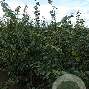 Tilia cordata 200-250 cm draadkluit meerstammig
