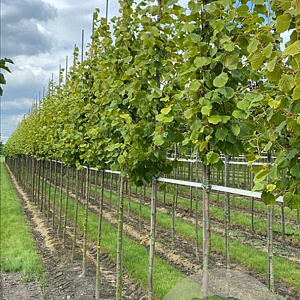 Tilia cordata 'Winter Orange' 14-16 HO draadkluit