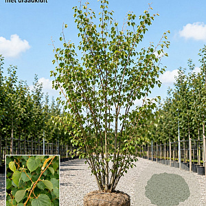 Tilia cordata 'Winter Orange' 200-250 cm draadkluit meerstammig