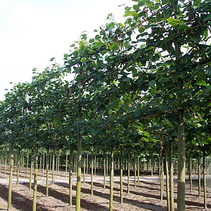 Tilia europaea 'Pallida' 14-16 HO draadkluit lei 180x120