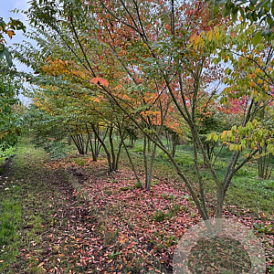 Zelkova serrata 300-350 cm draadkluit meerstammig