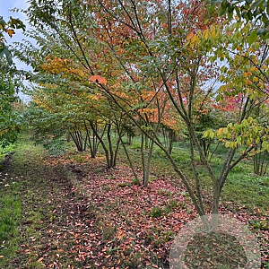 Zelkova serrata 350-400 cm draadkluit meerstammig