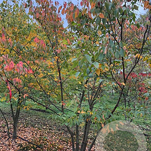 Zelkova serrata 350-400 cm draadkluit meerstammig