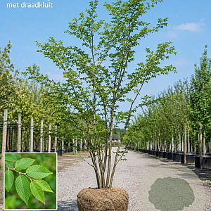 Zelkova serrata 350-400 cm draadkluit meerstammig
