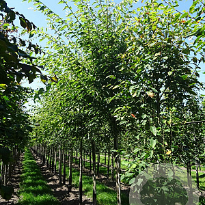 Zelkova serrata Green Vase 14-16 HO draadkluit