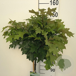 Quercus pal. 'Green Dwarf' 120 cm stam 7,5L
