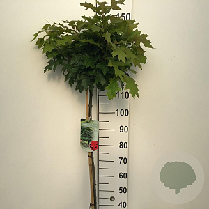 Quercus pal. 'Green Dwarf' 120 cm stam 7,5L