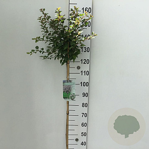 Prunus incisa 'Kojou-no-mai' 120 cm stam 7,5L