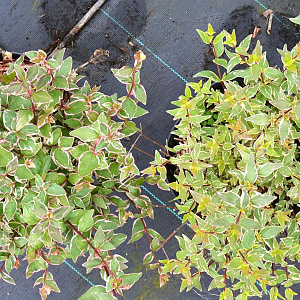 Abelia grandifl. Jelly Beans 20-30 cm 3,0L