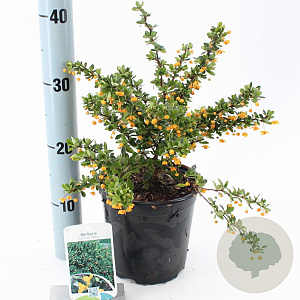 Berberis buxifolia 'Nana' 25-30 cm 2,0L