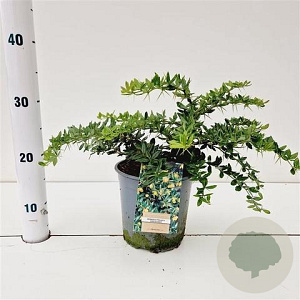 Berberis frikartii 'Amstelveen' 25-30 cm 2,0L