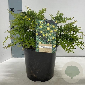 Berberis frikartii 'Amstelveen' 25-30 cm 2,0L