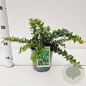 Berberis frikartii 'Telstar' 25-30 cm 2,0L