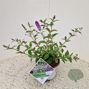 Buddleja 'Blue Chip' 25-30 cm 3,0L
