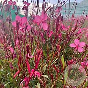 Gaura l. Geyser GM  P11