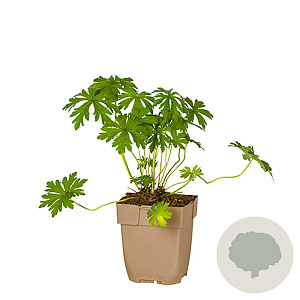 Geranium pratense GM  P11