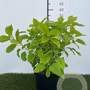 Hydrangea a. 'Annabelle' 40-50 cm 3,0L