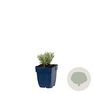 Lavandula ang. 'Silver Mist' GM  P11