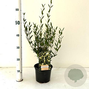 Phillyrea angustifolia 25-35 cm 2,0L