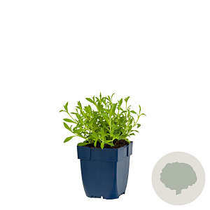 Silene u. 'Weisskehlchen' GM  P11
