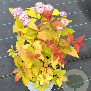 Spiraea Double Play Big Bang 25-35 cm 3,0L