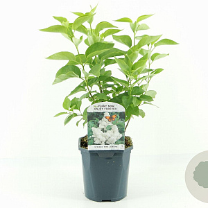 Syringa v. 'Mme Lemoine' 30-40 cm 2,0L