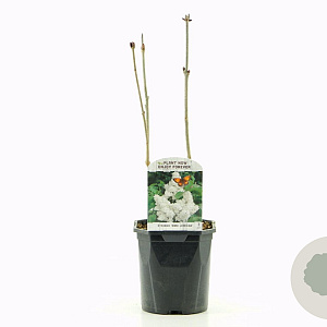 Syringa v. 'Mme Lemoine' 30-40 cm 2,0L