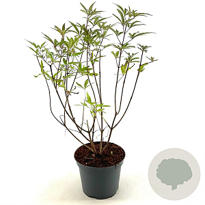 Vitex agnus-castus 25-30 cm 3,0L