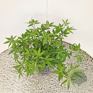 Vitex agnus-castus 25-30 cm 3,0L