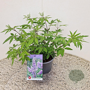 Vitex agnus-castus 25-30 cm 3,0L