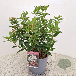 Viburnum tin. 'Eve Price' 25-30 cm 2,5L