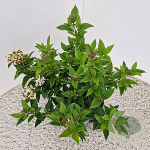 Viburnum tin. 'Eve Price' 25-30 cm 2,5L