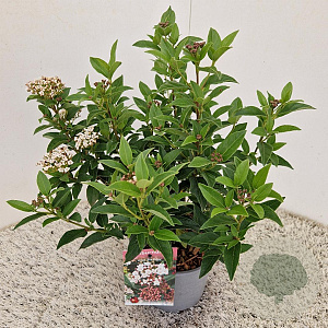 Viburnum tin. 'Eve Price' 25-30 cm 2,5L