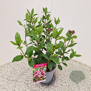 Viburnum tin. 'Gwenllian' 25-30 cm 2,5L