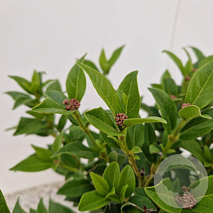 Viburnum tinus 25-30 cm 2,5L