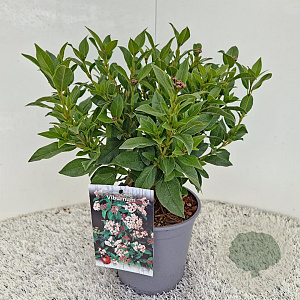 Viburnum tinus 25-30 cm 2,5L