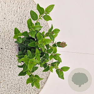 Viburnum tin. Lisarose 25-30 cm 2,5L