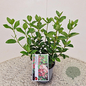 Viburnum tin. Lisarose 25-30 cm 2,5L