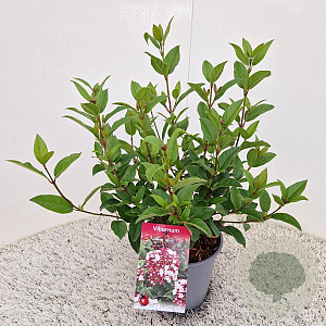Viburnum tin. Spirit 25-30 cm 2,5L