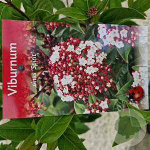 Viburnum tin. Spirit 25-30 cm 2,5L