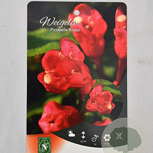 Weigela Picobella Rosso 30-40 cm 3,0L